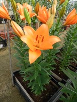 [5134 Sunderland VZ No01.JPG]